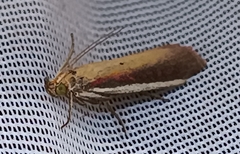 Oncocera semirubella