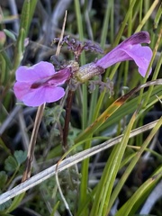 Pedicularis palustris