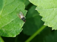 Minettia longipennis