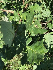 Quercus macrocarpa