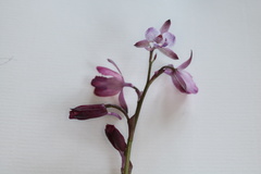 Eulophia hians hians