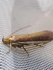 Oncocera semirubella