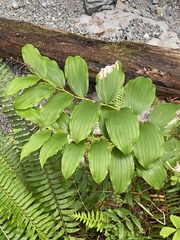 Maianthemum racemosum