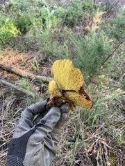 Boletinellus merulioides