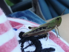 Pseudochorthippus parallelus