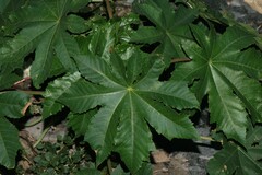 Ricinus communis
