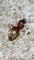 Lasius