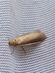 Oncocera semirubella