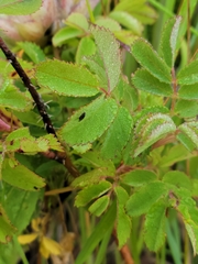Rosa acicularis