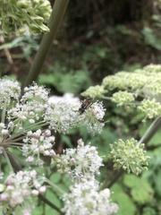 Symphyta