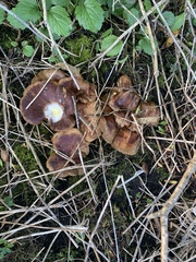 Boletinellus merulioides