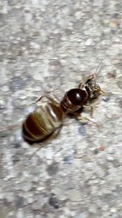 Lasius