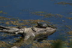 Chrysemys picta marginata