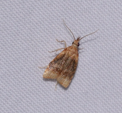 Platynota flavedana