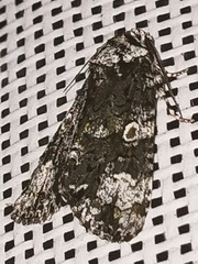 Craniophora ligustri