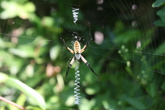 Argiope aurantia