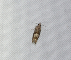 Eucosma parmatana