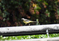 Motacilla cinerea