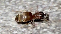 Lasius