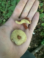 Xerocomellus chrysenteron