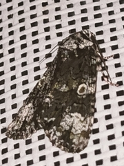 Craniophora ligustri