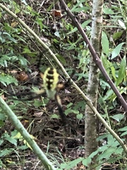 Argiope aurantia