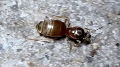 Lasius