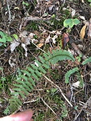 Asplenium platyneuron