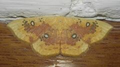 Cyclophora albiocellaria