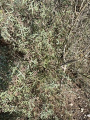 Berberis trifoliolata