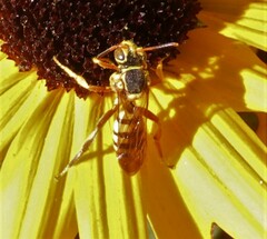 Nomada
