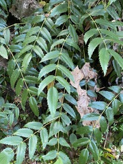Berberis nervosa