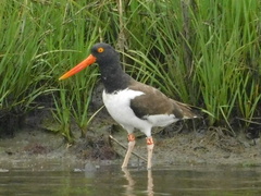 Haematopus palliatus