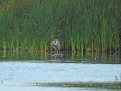 Egretta tricolor