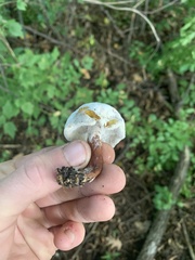 Hypomyces chrysospermus