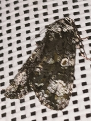 Craniophora ligustri