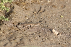 Acanthodactylus boskianus