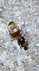 Lasius