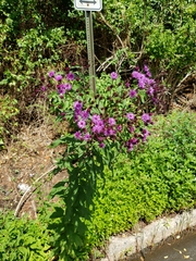Vernonia gigantea