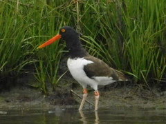 Haematopus palliatus