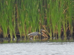 Egretta tricolor