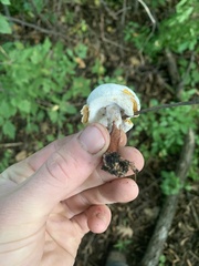 Hypomyces chrysospermus