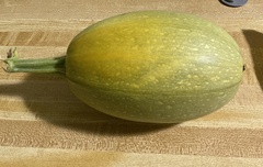 Cucurbita