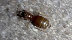 Lasius