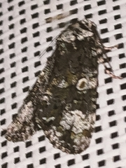 Craniophora ligustri
