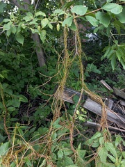 Cuscuta lupuliformis