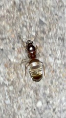 Lasius