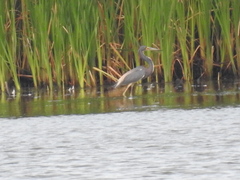 Egretta tricolor