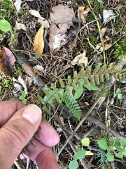 Asplenium platyneuron