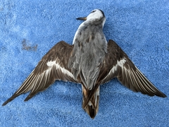 Phalaropus fulicarius